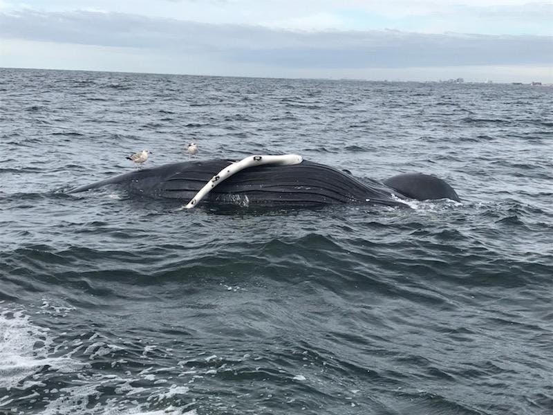 The whale was spotted Monday.