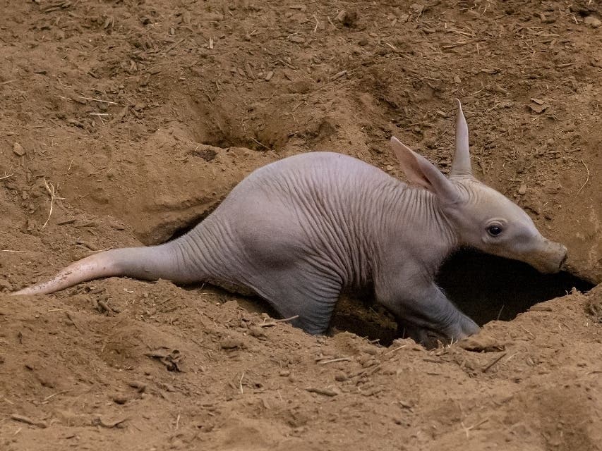 princess-dirt-pig-1st-baby-aardvark-born-at-sd-zoo-in-35-years-san
