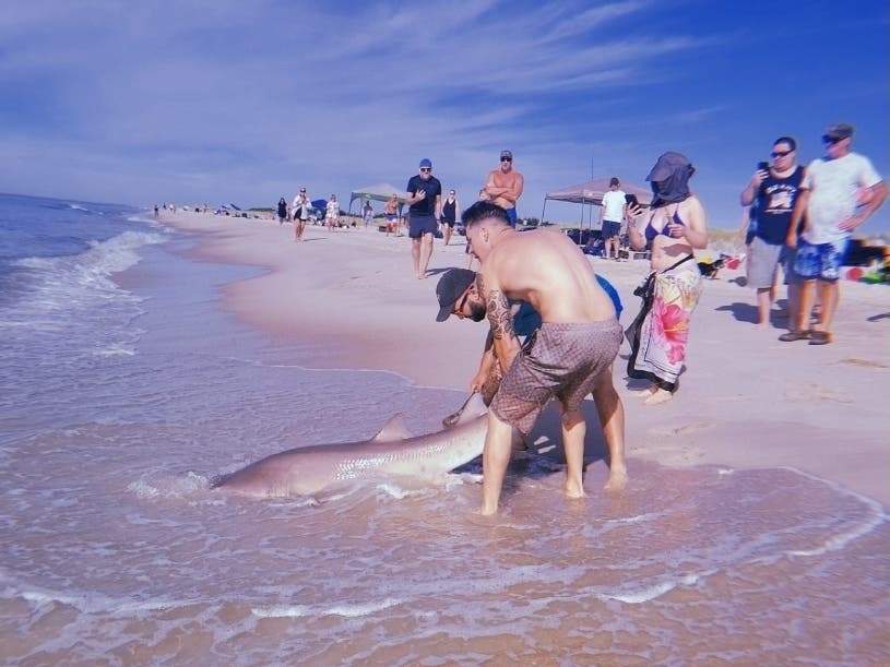 Beachgoer Emily Murray filmed a fisherman and pal struggling with a shark that had been caught by a fishing line on Sunday at Smith Point County Park in Shirley.