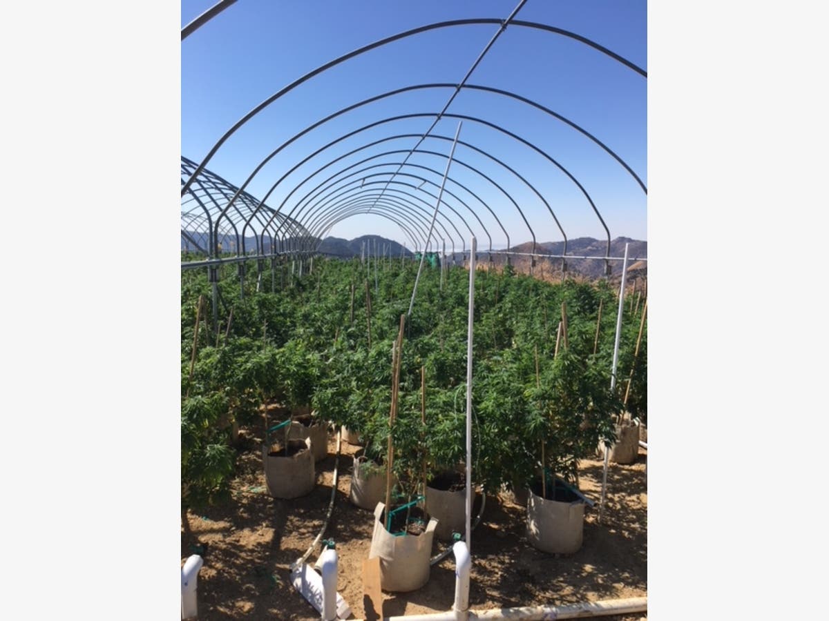 https://patch.com/img/cdn20/users/22942913/20180913/112412/styles/raw/public/processed_images/illegal-marijuana-cultivation-2-1536852123-2344.jpg