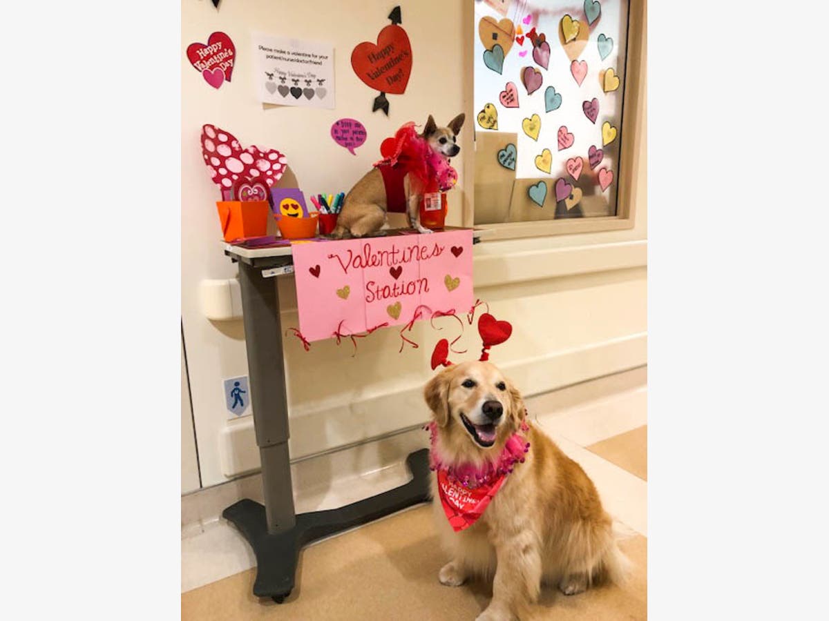 https://patch.com/img/cdn20/users/22942913/20190215/120902/styles/raw/public/processed_images/val72dogs-1550250202-9176.jpg