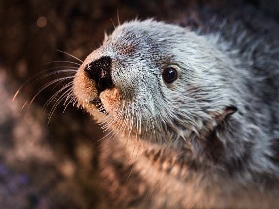 Charlie was the oldest living sea otter in a zoo or aquarium.