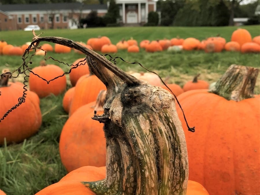 Pumpkin Patch Raises $21,000 to fight hunger and need in NJ