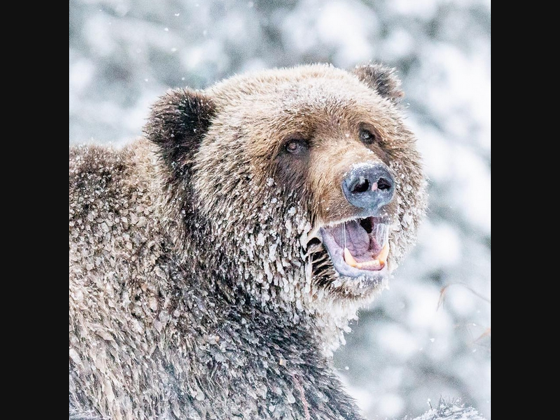 A Bear in all his glory