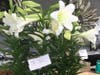 Eighty percent of the flowers sold at Palmer Florist in Joliet come from Ecuador. 