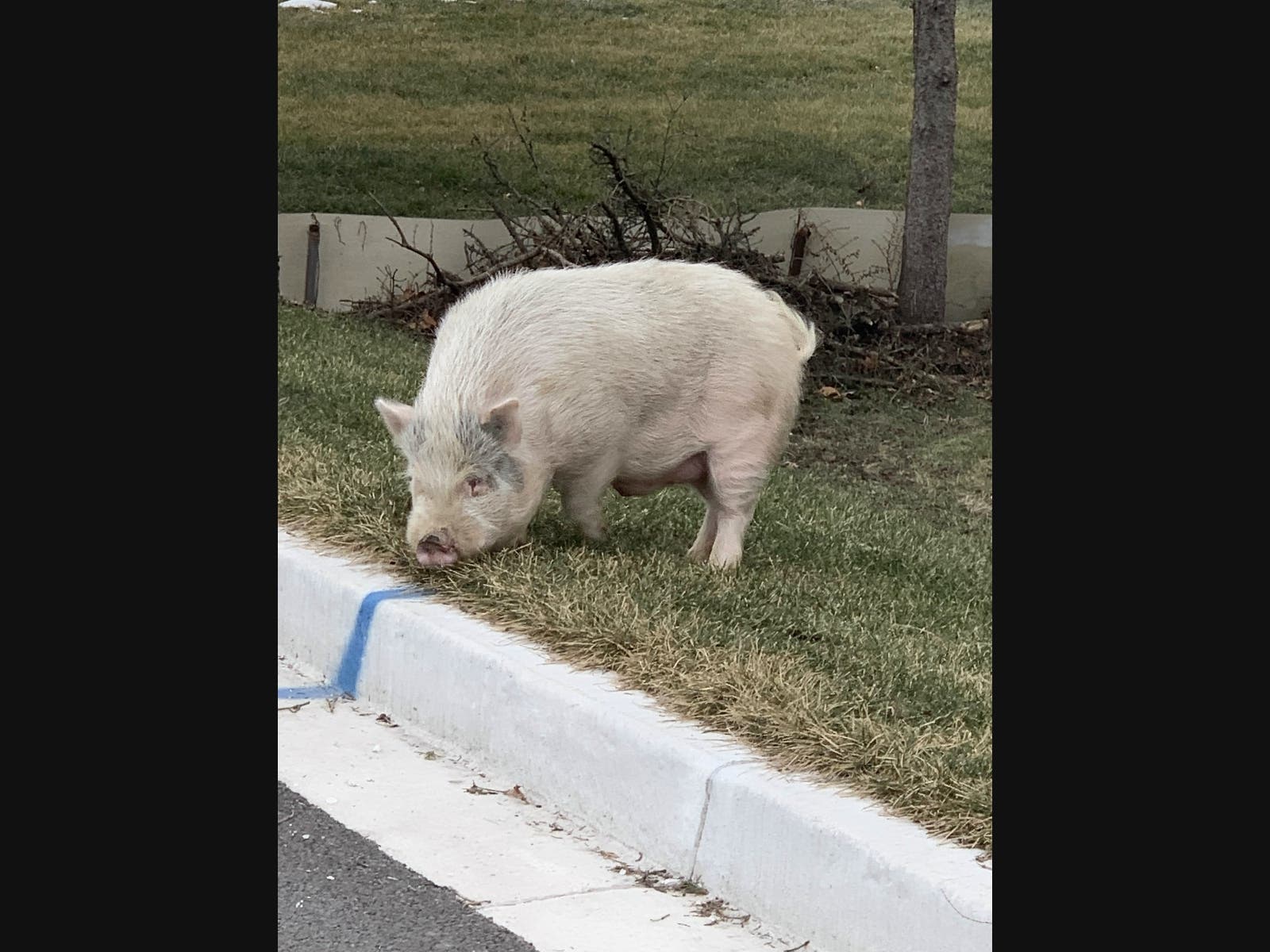 On Jan. 23, Joliet police officers helped corral this wild pig on the city's east side.