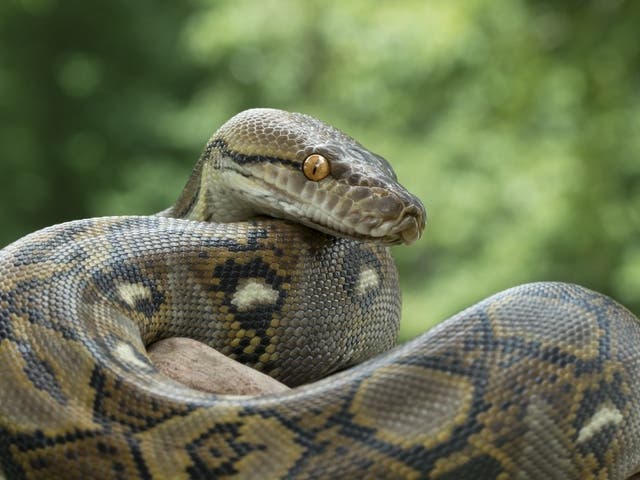 A python managed to create a traffic snarl Monday evening on Joliet's west side along Theodore Street. 