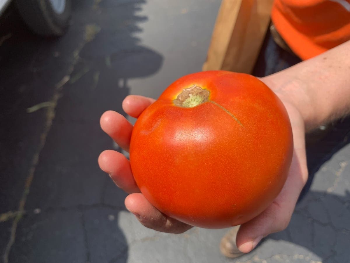 Thursday marked the first day of selling tomatoes at the Hey! Hot Dog restaurant in Joliet on Ruby Street. Employee Lauren Turk farms in the Plainfield area. 