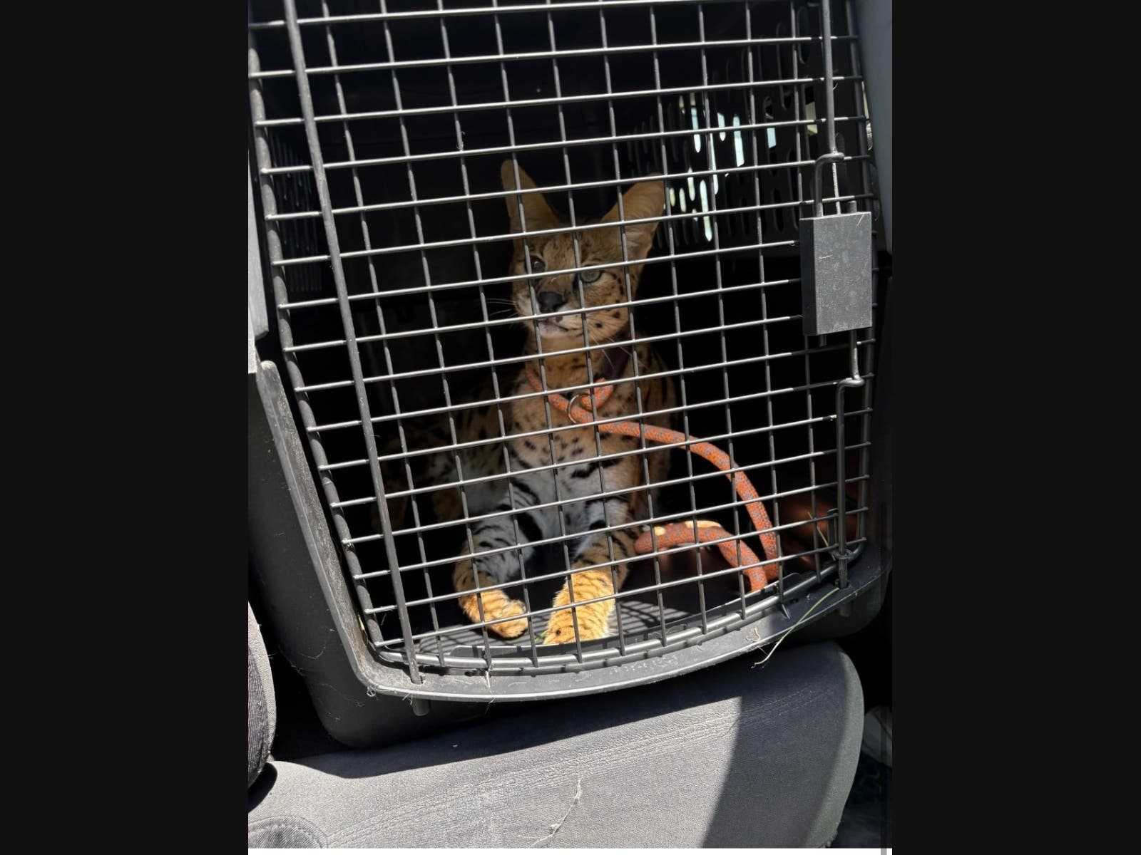 Animal control officers finally have captured a serval that has been spotted multiple times in Grundy County.