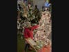 Enjoy a child's sense of wonder at the Parade of Trees!