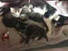Minnie, reunited with her hungry kittens
