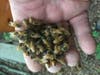 Bees