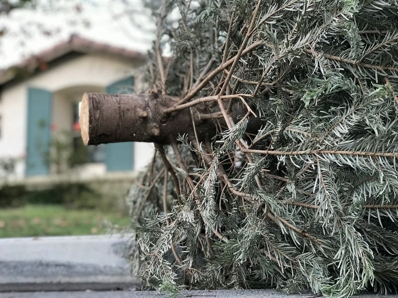 Baltimore County Christmas tree recycling begins Jan. 11, and trees must be out by Jan. 16.