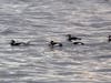 Long-tailed ducks bob on Long Island Sound, as seen during a recent outing of The Maritime Aquarium at Norwalk.