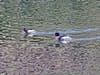 Long-tailed ducks bob on Long Island Sound, as seen during a recent outing of The Maritime Aquarium at Norwalk.