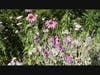 Purple cone flowers in the pollinator garden.