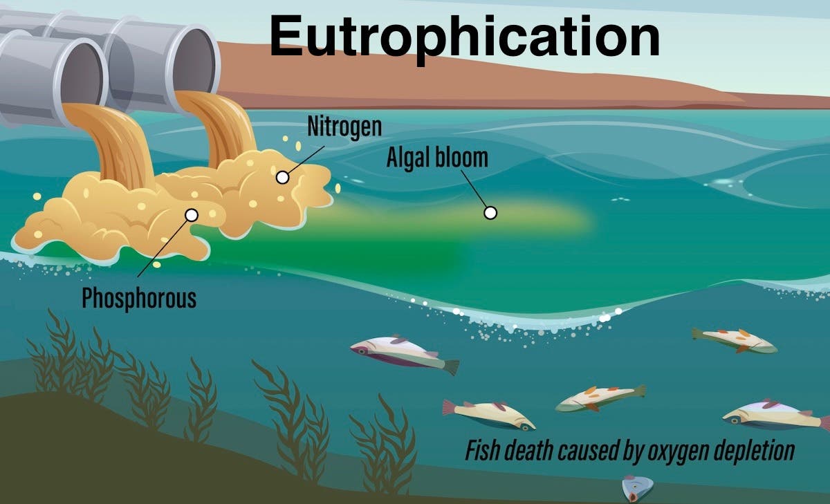 Eutrophication