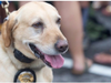 Tank was honored last week for his service to the Hoover PD