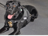 Hans was one of the K9 officers honored last week.
