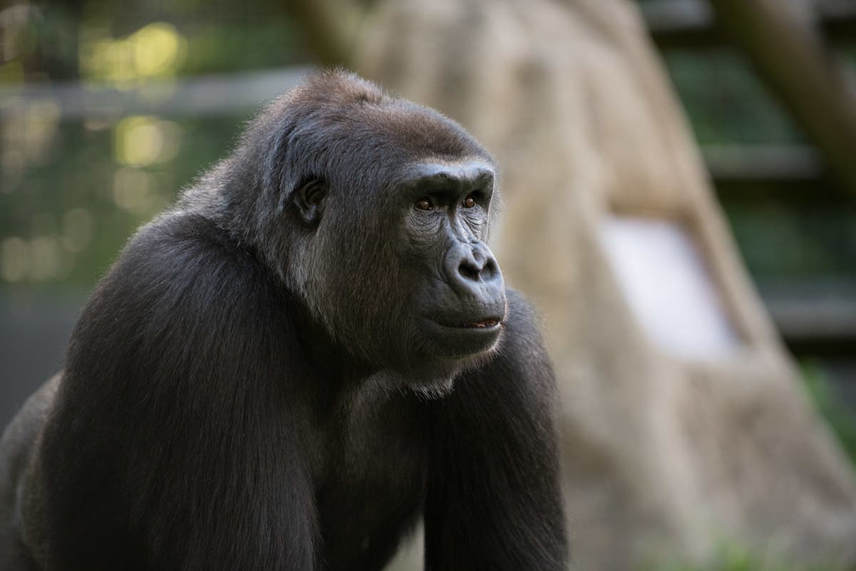 https://patch.com/img/cdn20/users/22953804/20170921/111708/styles/raw/public/processed_images/gorilla_kebi_5298_-_grahm_s_jones_courtesy_of_columbus_zoo_and_aquarium-1506006932-9174.jpg