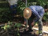 Resident Milan Zdravkovich spends his time tending the garden at The Fountains at Lake Pointe Woods, a passion that he missed after moving to the community. 