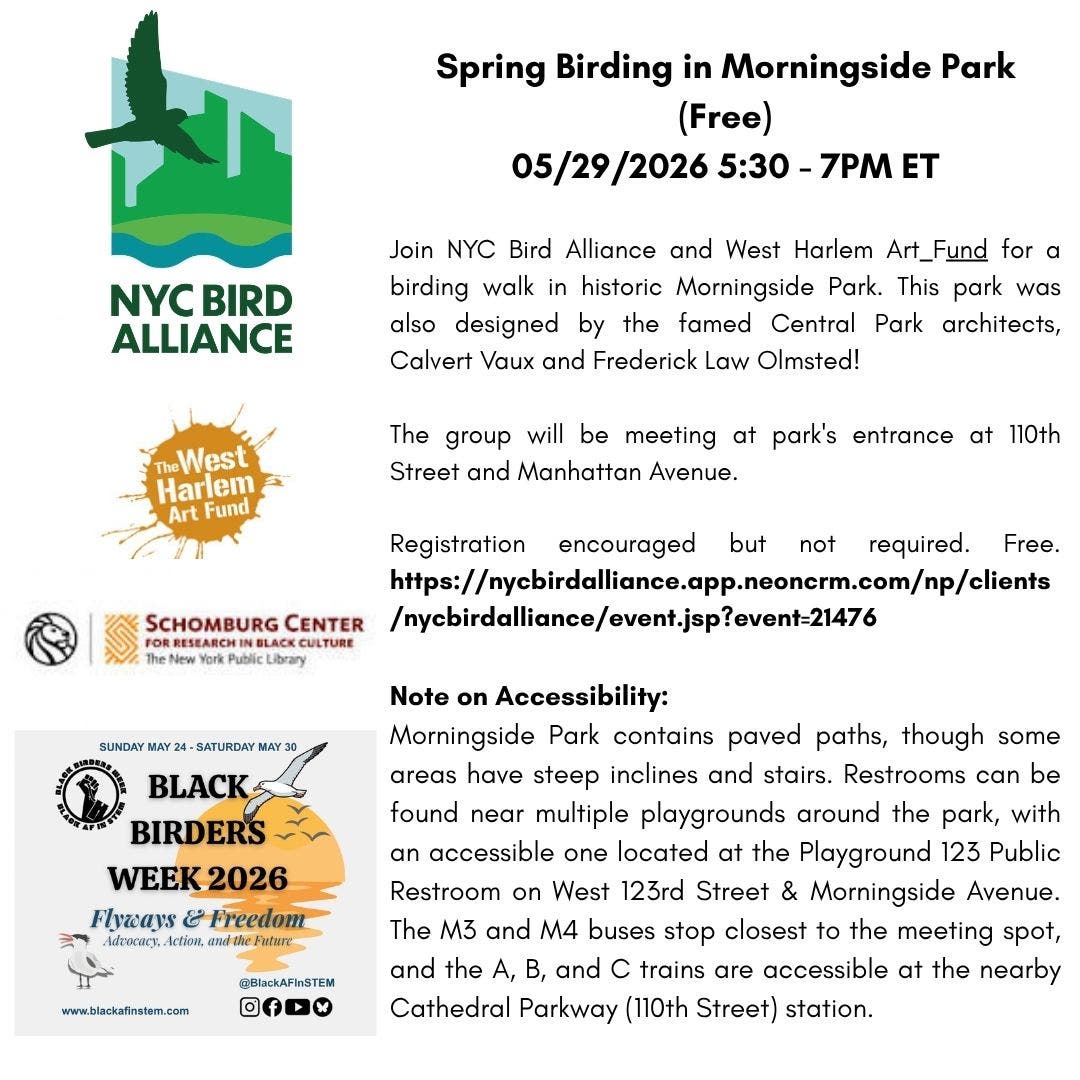 Spring Birding In Morningside Park