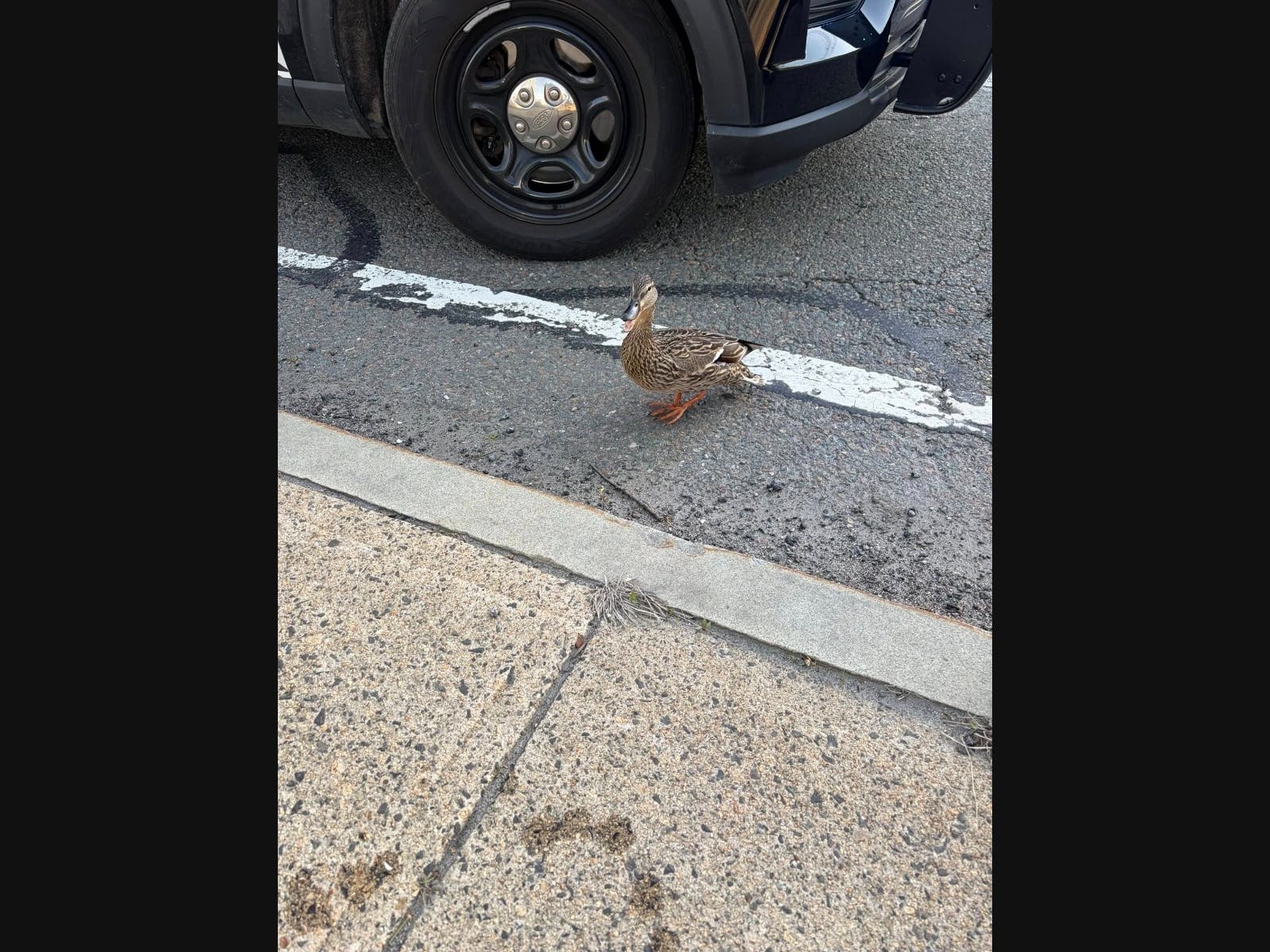 Local and state environmental police along with Wild Bill Animal Science responders helped reunite the ducklings with their mother.