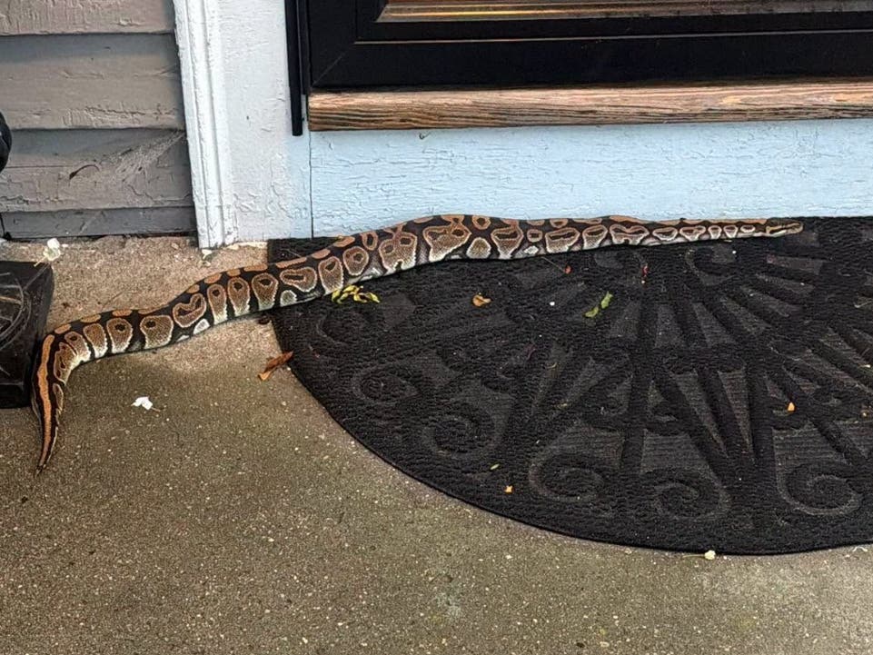 Police are looking for assistance in finding the snake's owner.
