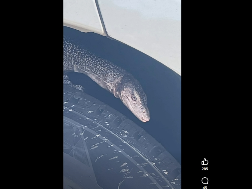 Animal control found a monitor lizard hiding in a wheel well.