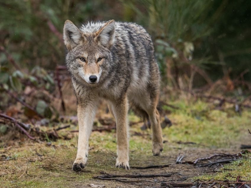 Coyote Wanders Into Home's Basement, Waterford-East Lyme Animal Control Says