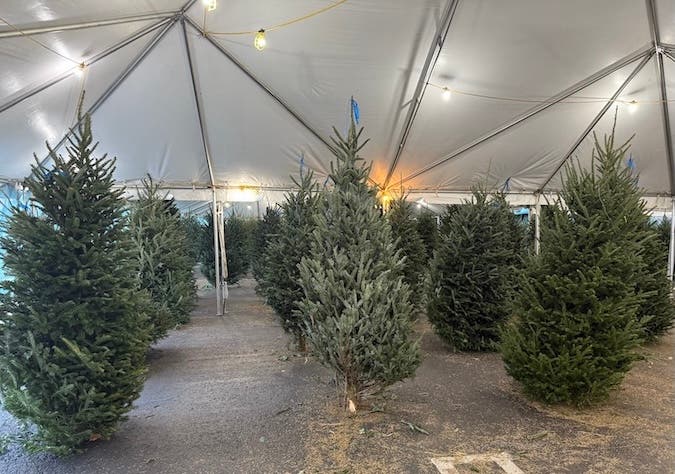 Thoma Tree Nov 24 | Thoma Bravo Christmas Tree Lot at Boys & Girls Clubs of Miami ...