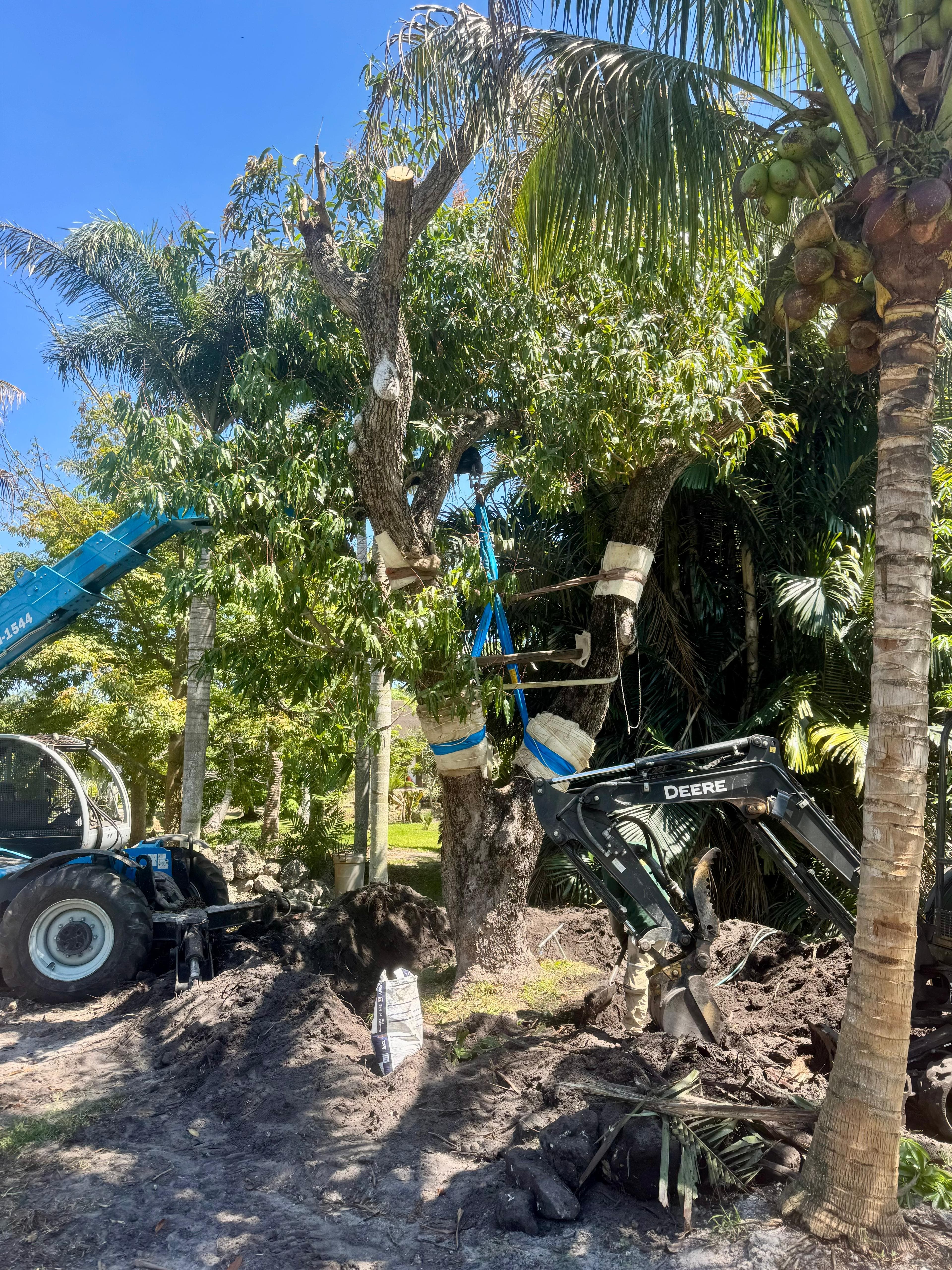Ombelle Fort Lauderdale Relocates Mature Mango Trees as Part of Thoughtful Site Preparation