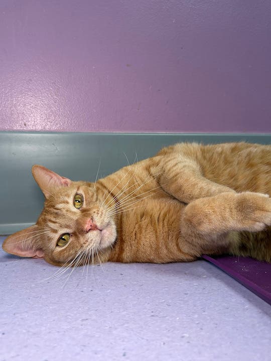  Purr-fect Match: PURRR Adoption + Sanctuary Celebrates National Adopt a Cat Month this June