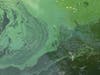 Toxic algal blooms like this one may hold a key to treating neurodegenerative disease.
