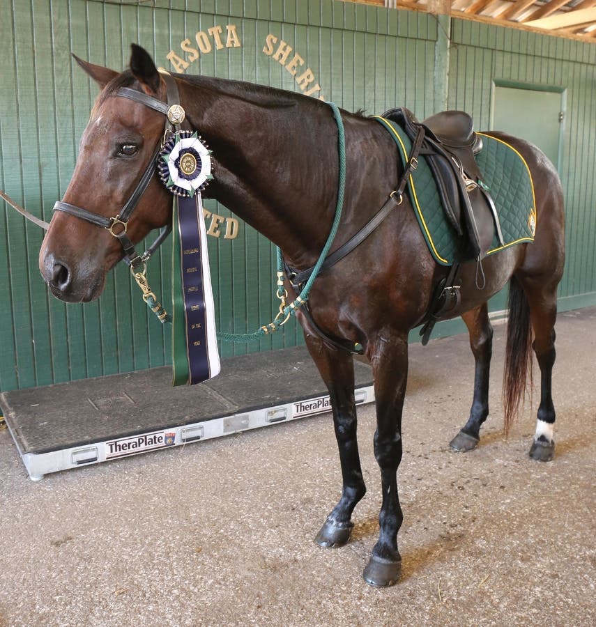 Sarasota Sheriff's Mounted Patrol Horse Wins National Award Sarasota