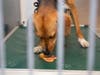 Dogs enjoy homemade treats to celebrate moving into new kennels. 