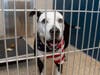 The dogs wore festive bandanas to celebrate moving into new kennels. 