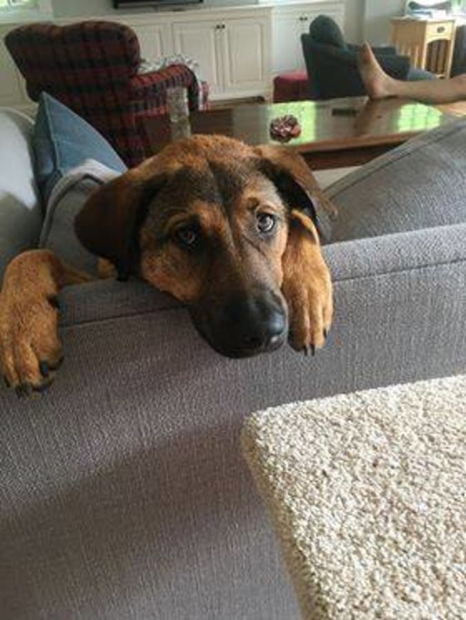 TewksburyBased Company Donates More Than 10,000 Pounds Of Dog Food To