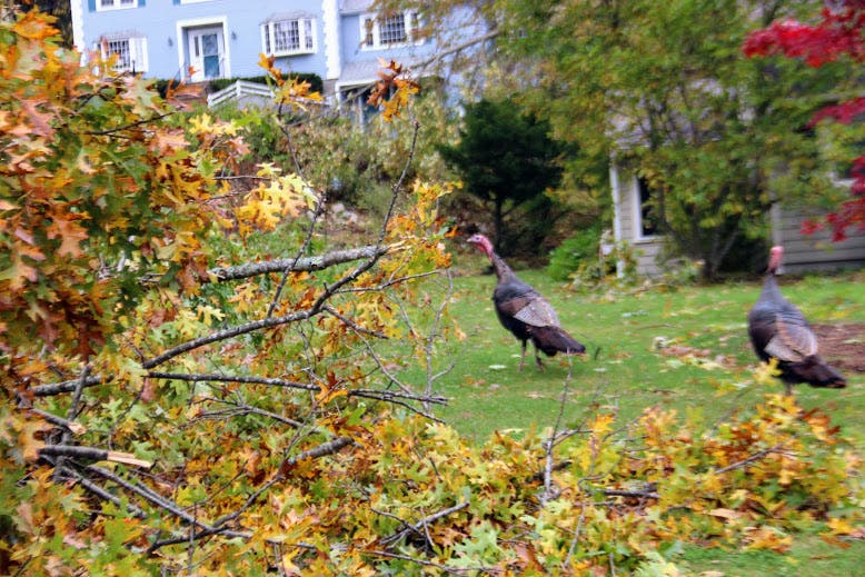 Andover Storm Damage