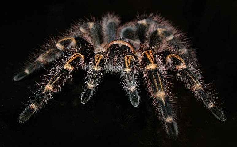 Spider Image via Pixabay