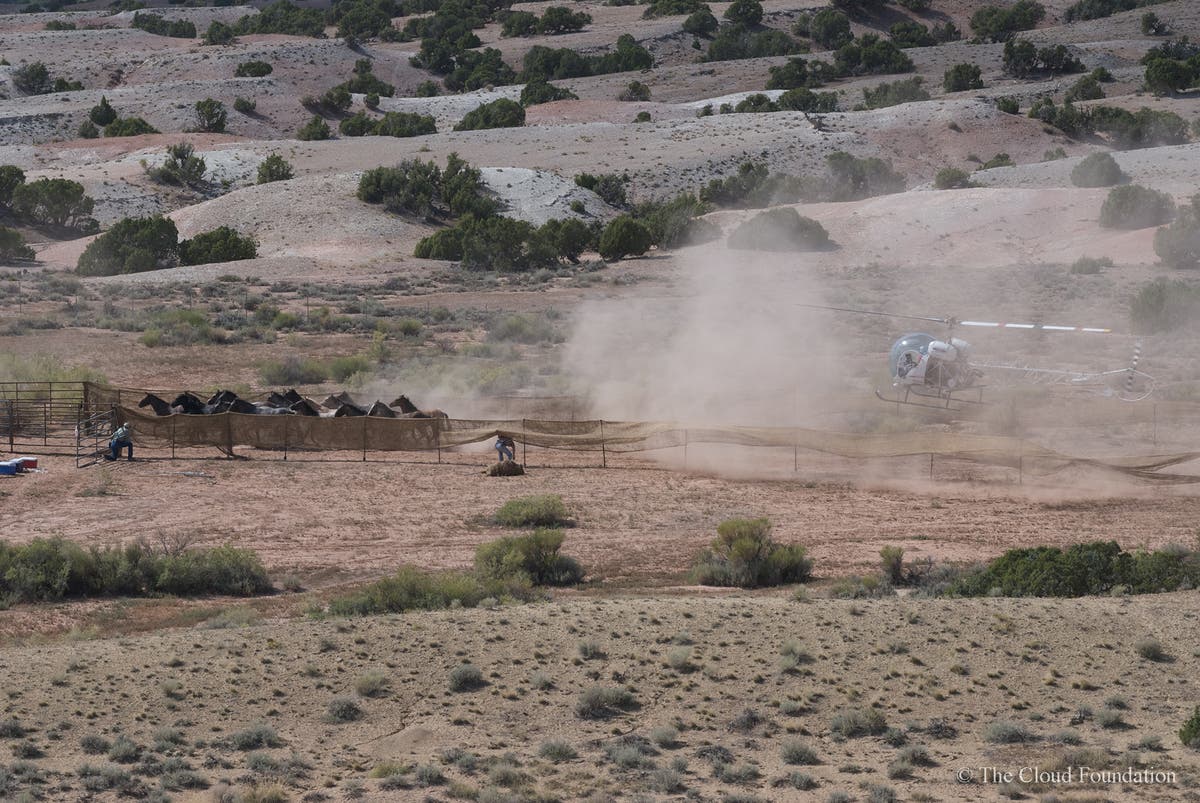 Mustang helicopter roundup in Wyoming via The Cloud Foundation