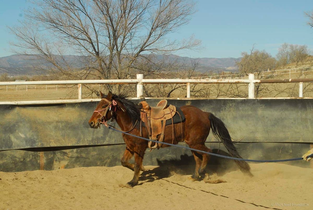 A young mustang is trained in an inmate program at Colorado State Prison in Canon City, Colorado via Cloud Foundation