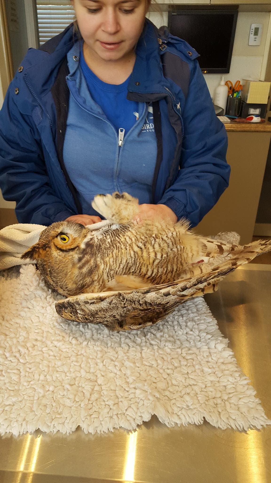Arvada great horned owl examined at Birds of Prey Rehabilitation Center. via Arvada Police Arvada great horned owl examined at Birds of Prey Rehabilitation Center. via Arvada Police