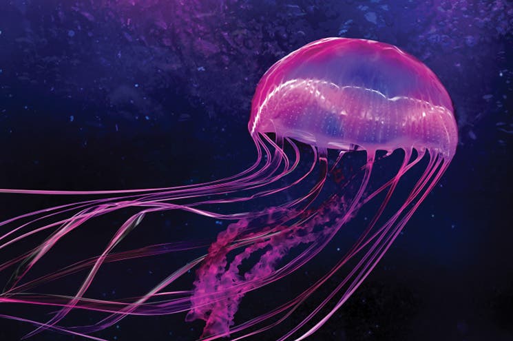 Creatures of Light Jellyfish via Denver Museum of Nature and Science Creatures of Light Jellyfish via Denver Museum of Nature and Science