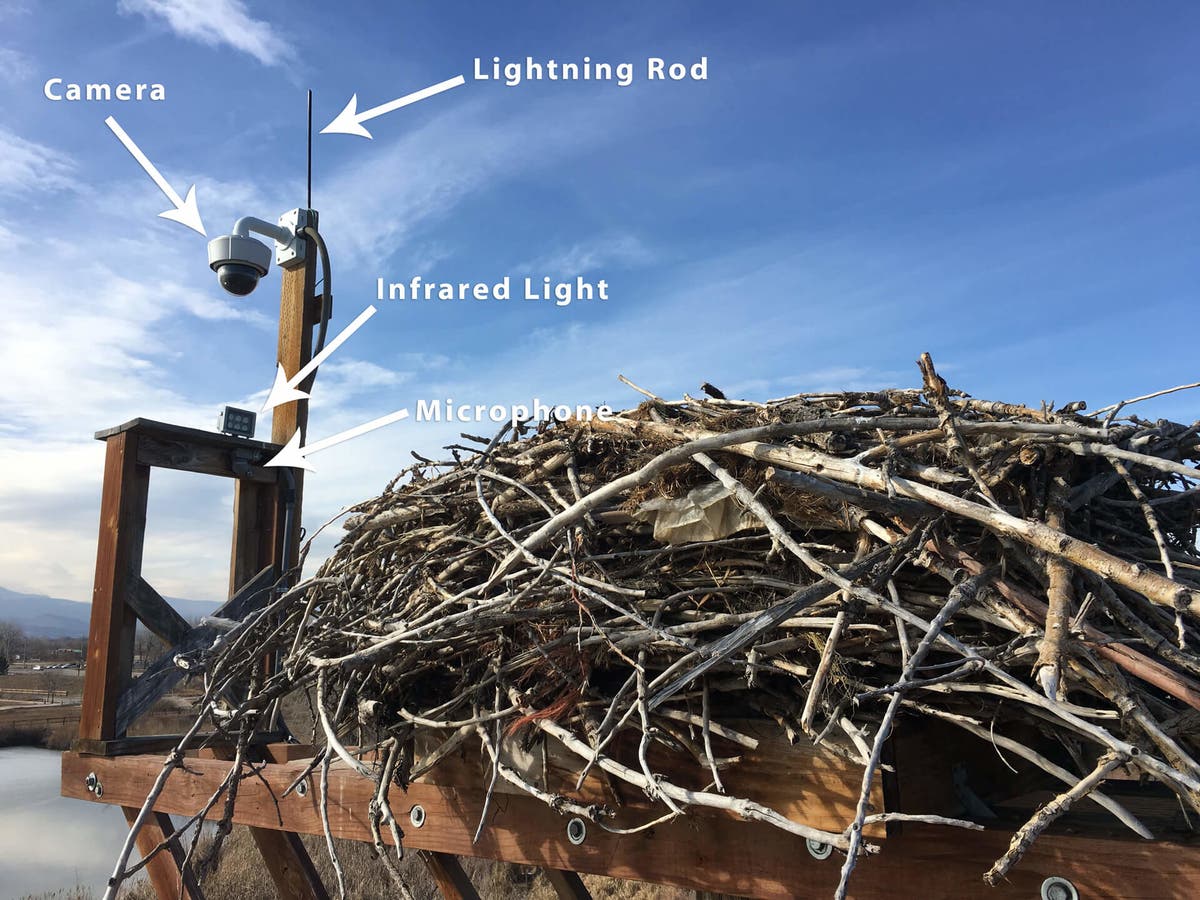  Via Boulder Co. Osprey Cam site