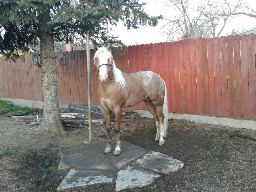 A horse rescued from a barn fire in Lakewood April 28 via West Metro Fire Rescue