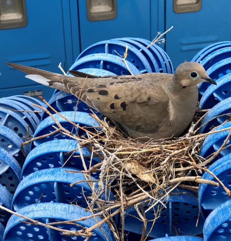 Mama mourning dove at the Splash via City of Golden