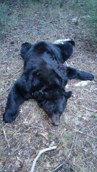 The bear shot by a poacher at an illegal bait site on Table Mountain in remote Fremont County.