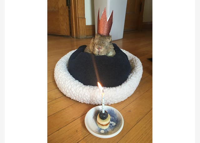 Olddist Rabbit Mick Of Berwyn Declared World's Oldest Living Rabbit | Oak Park, IL Patch