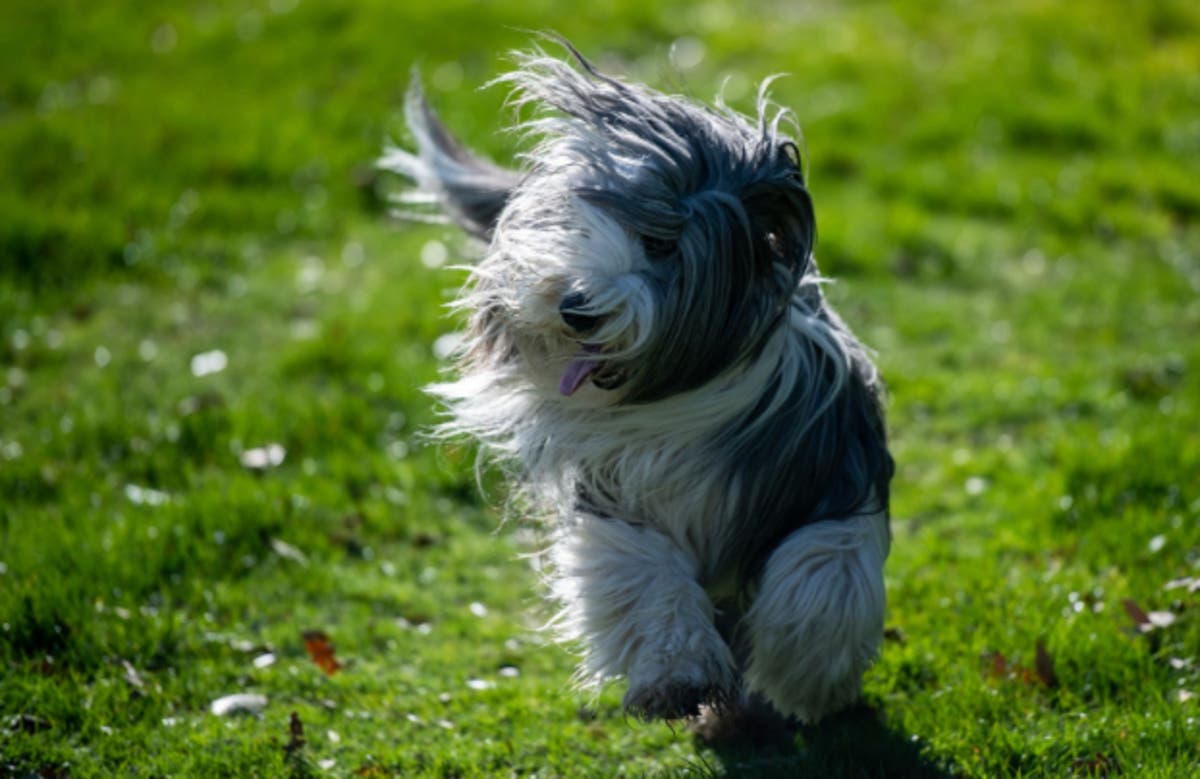 The Trust For Public Land on Thursday ranked the best cities for dog parks. 